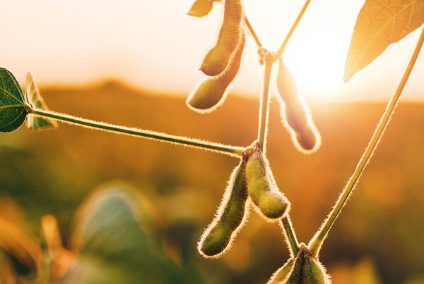 Soybean on the vine in a farm